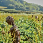 Les Pheuillus du Trégor